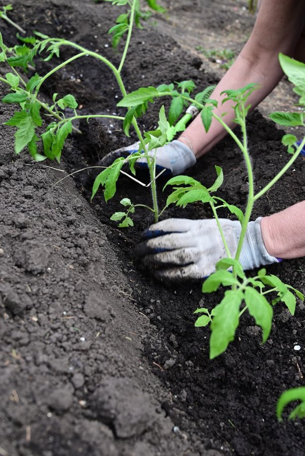 Comment utiliser le compost dans le potager ?