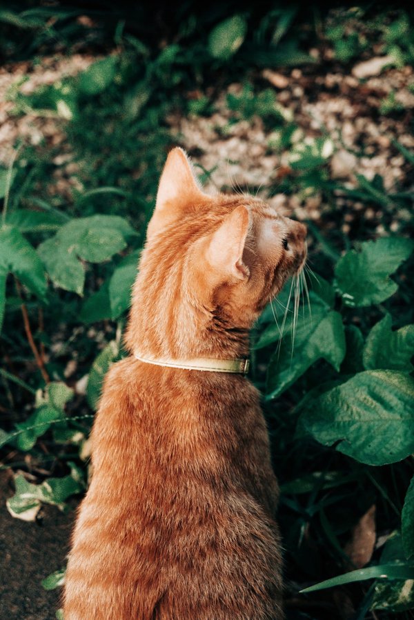 Comment créer un espace de jeu extérieur écologique pour les enfants ?